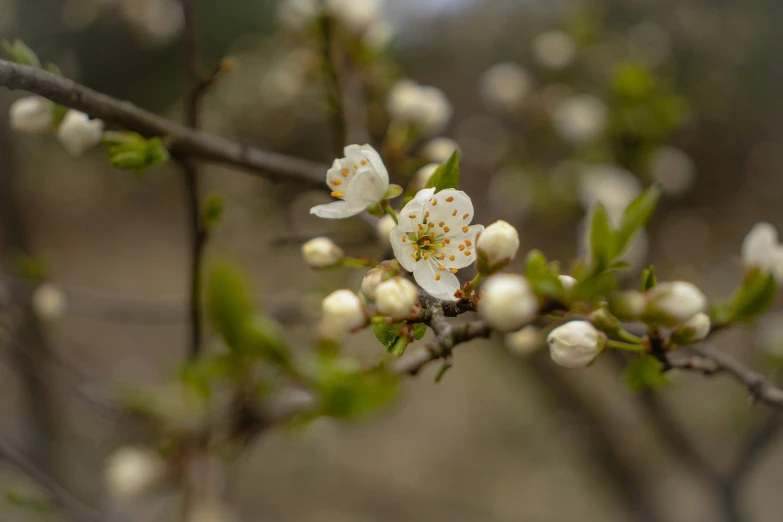 the flowers are beginning to bloom on the tree