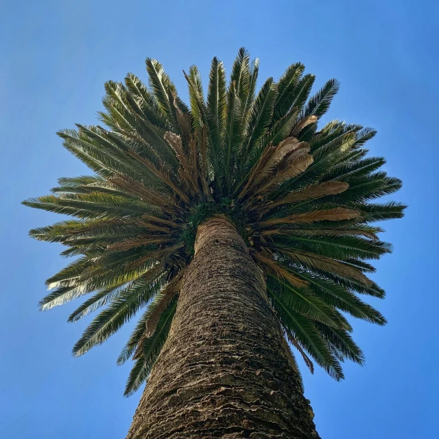 a view up at the top of a palm tree from below