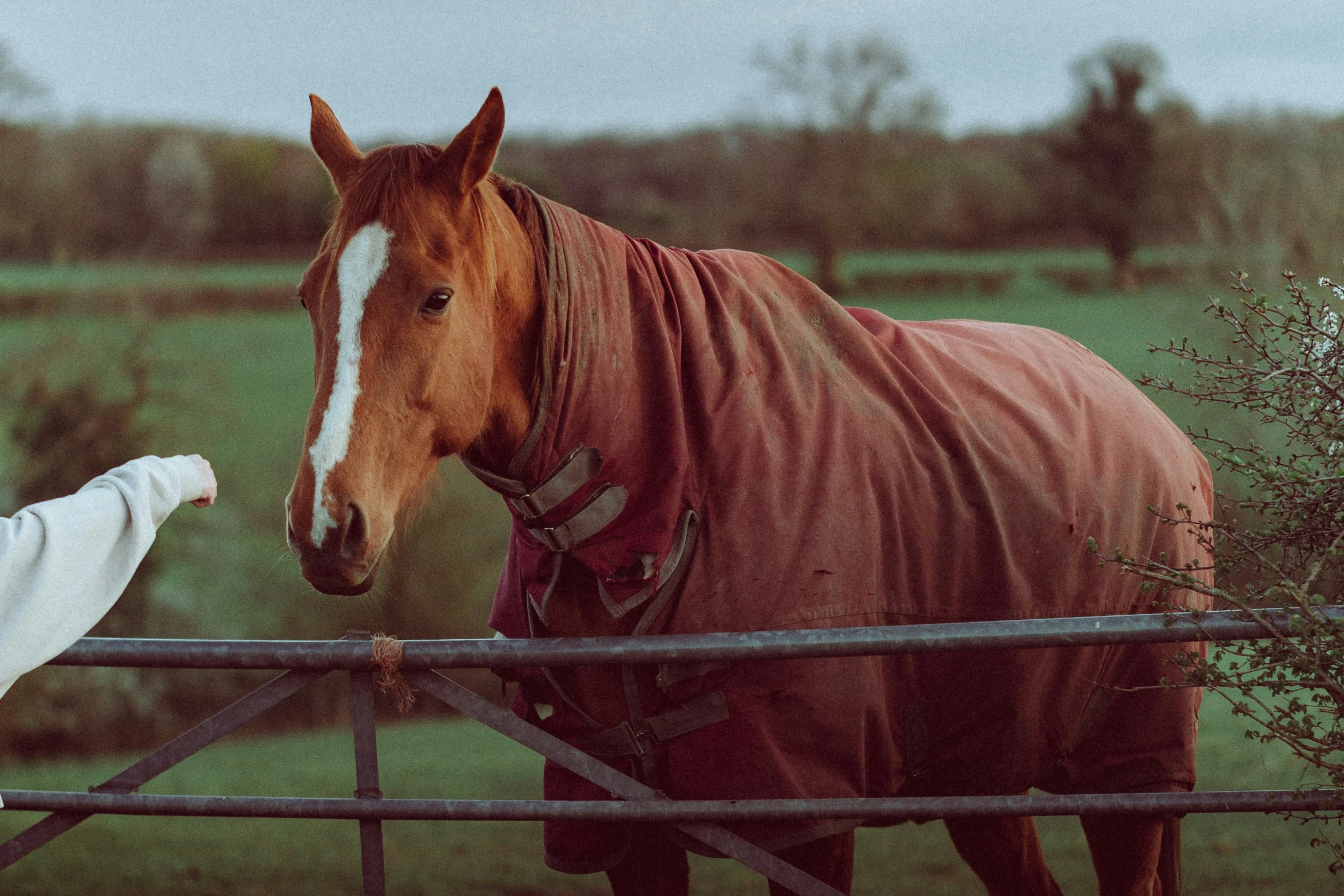 a woman is tending to a horse on a field