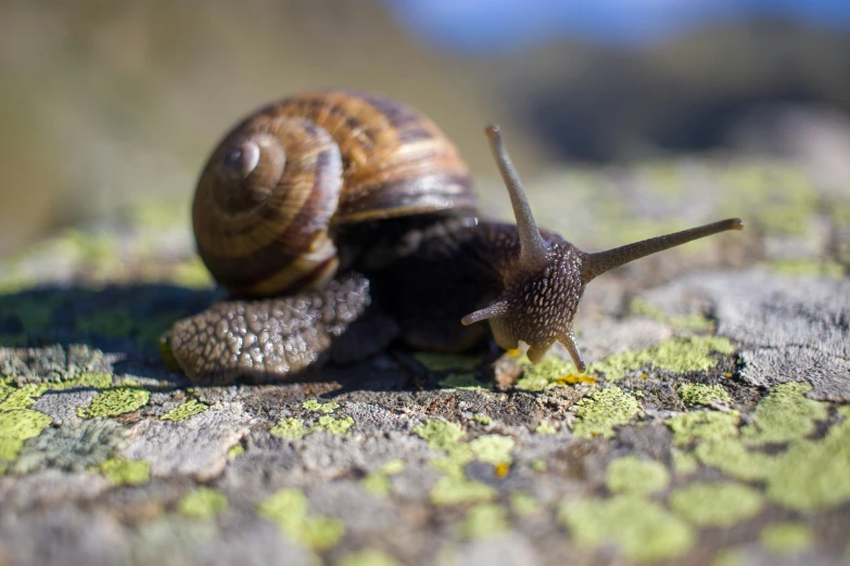 two snails are crawling down a mossy surface