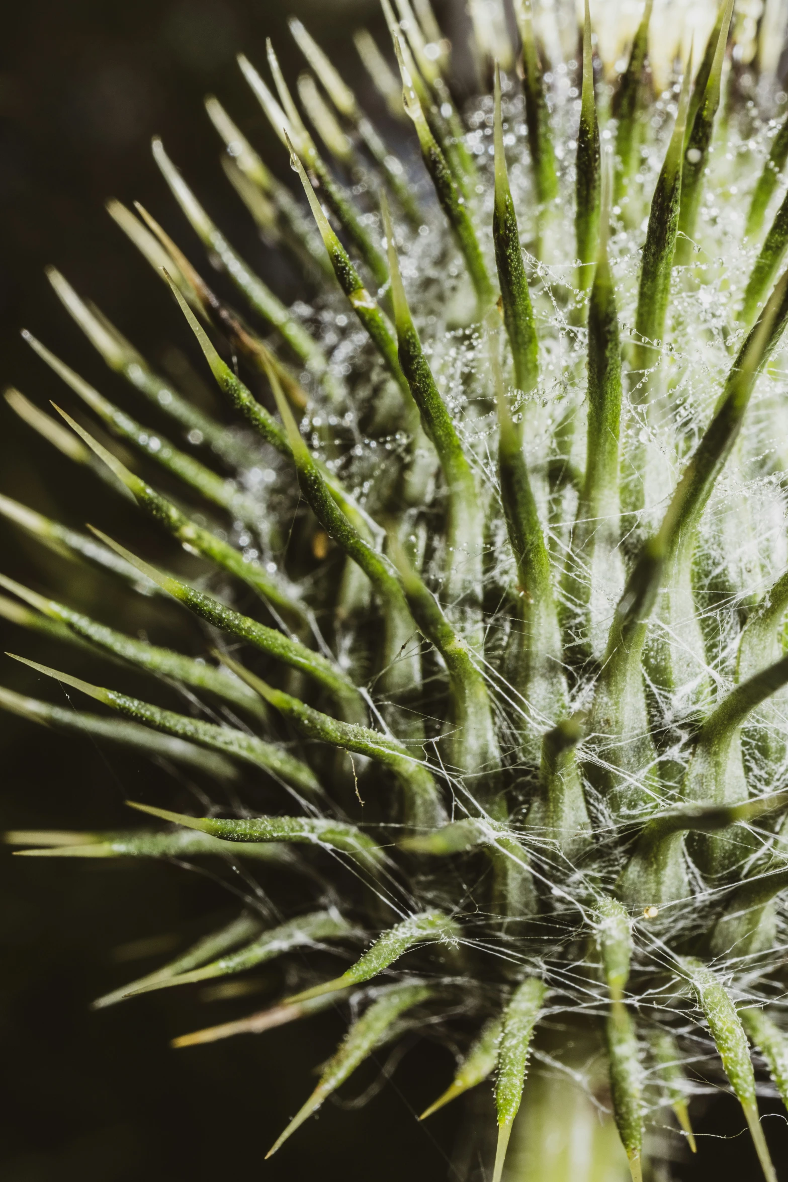 close up of a small cactus looking down on it's roots