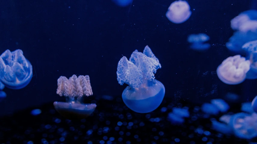 a group of blue, light brown and white jellyfish