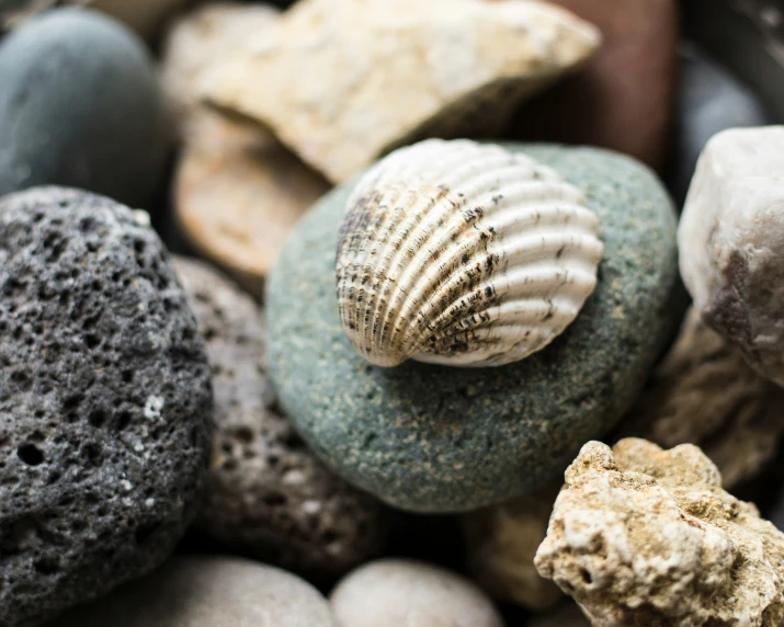 some rocks and a sea urchin are on display