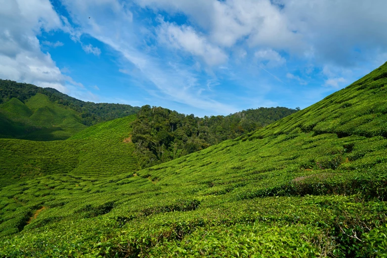 a lush green hill covered in grass under a blue sky