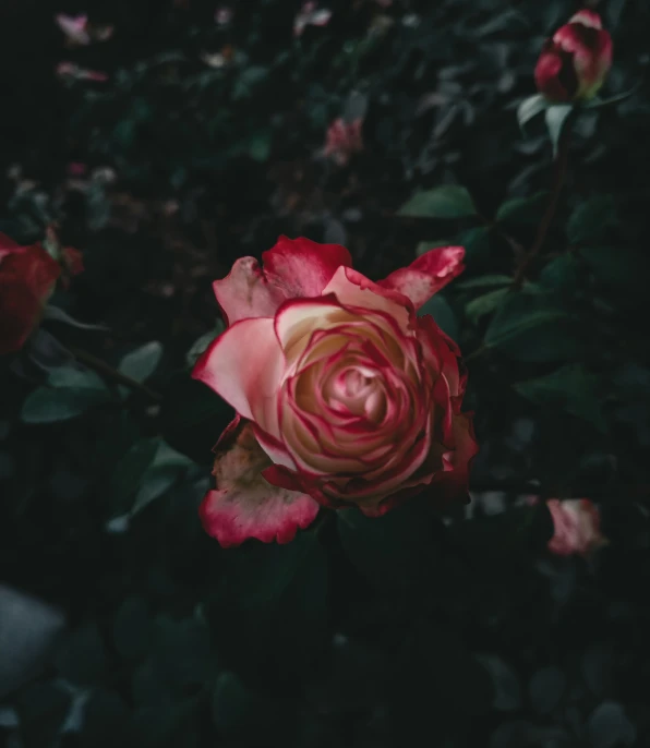 a very pretty red rose in the middle of some green leaves