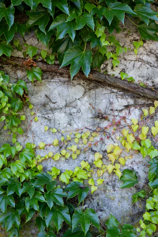 ivy growing up and over the concrete wall