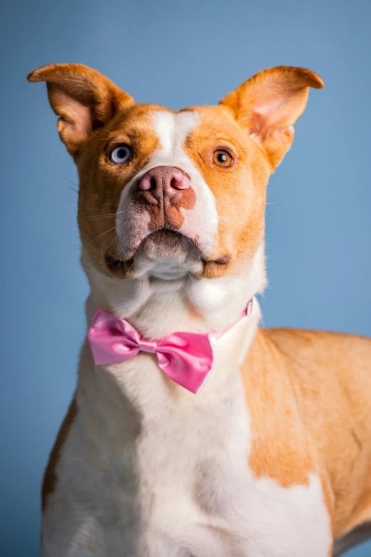 a dog is wearing a pink bow tie