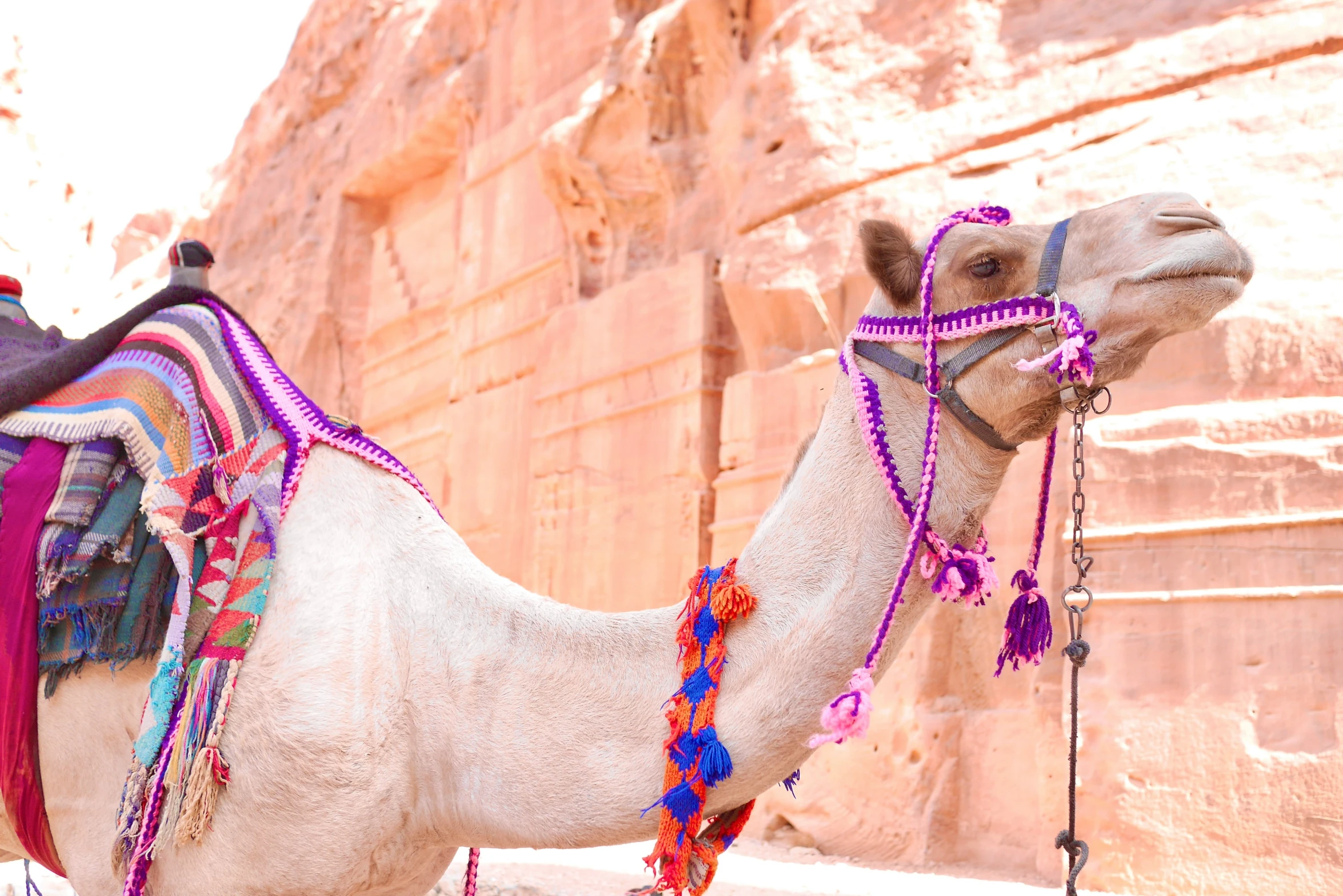 a camel has a red, pink, purple, and orange scarf on it's head