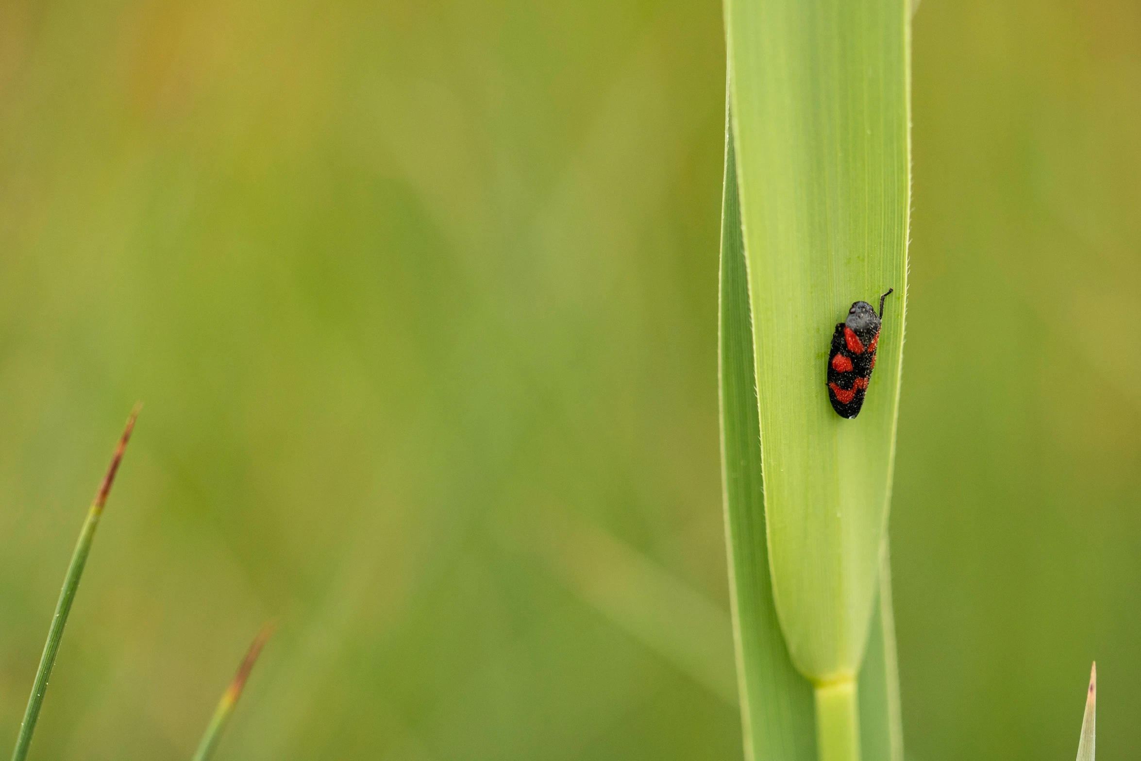 a tiny bug that is sitting on a leaf