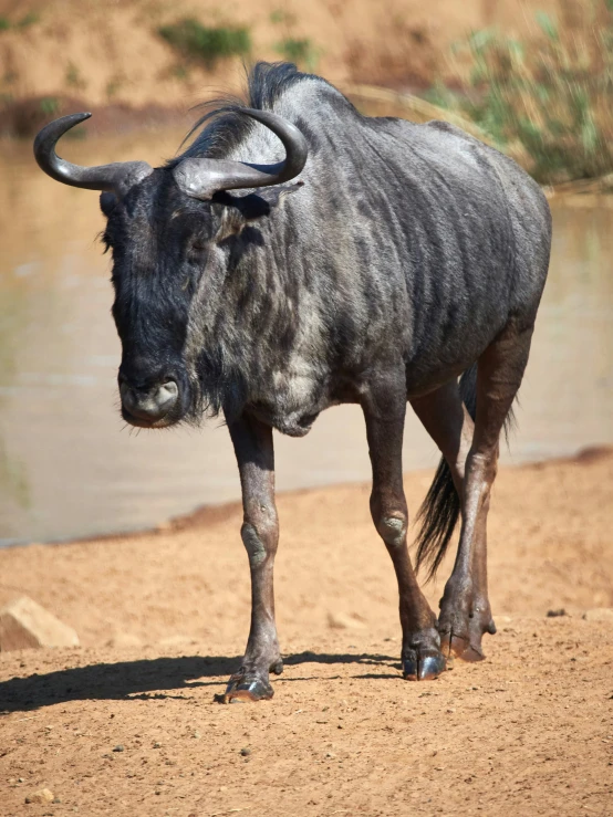 a black bull with long horns walking in dirt near water