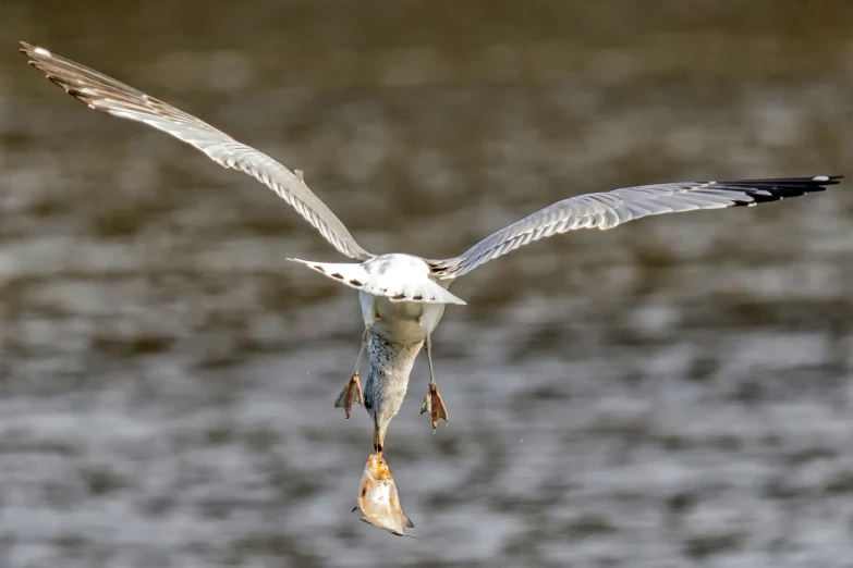 a seagull flying with fish in its mouth