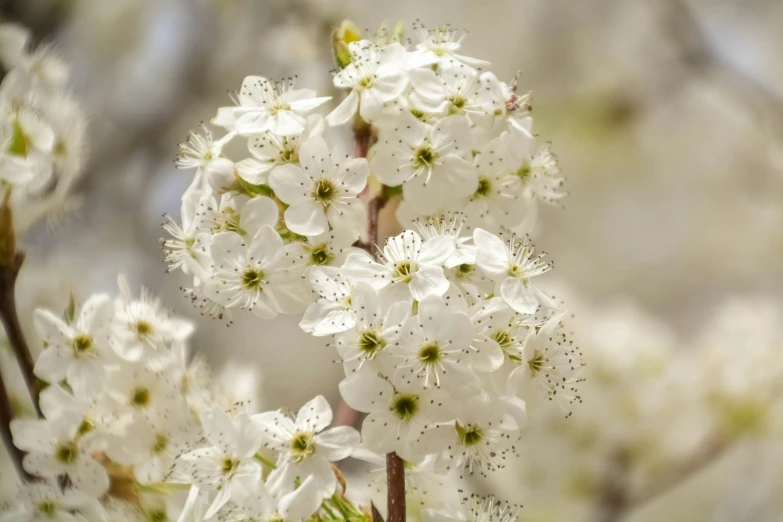 a tree filled with lots of white flowers