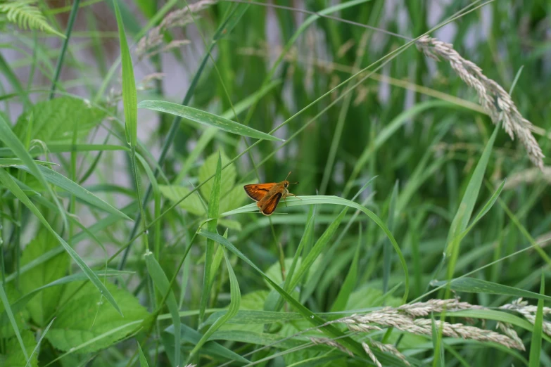 the small orange erfly is on a small blade of grass