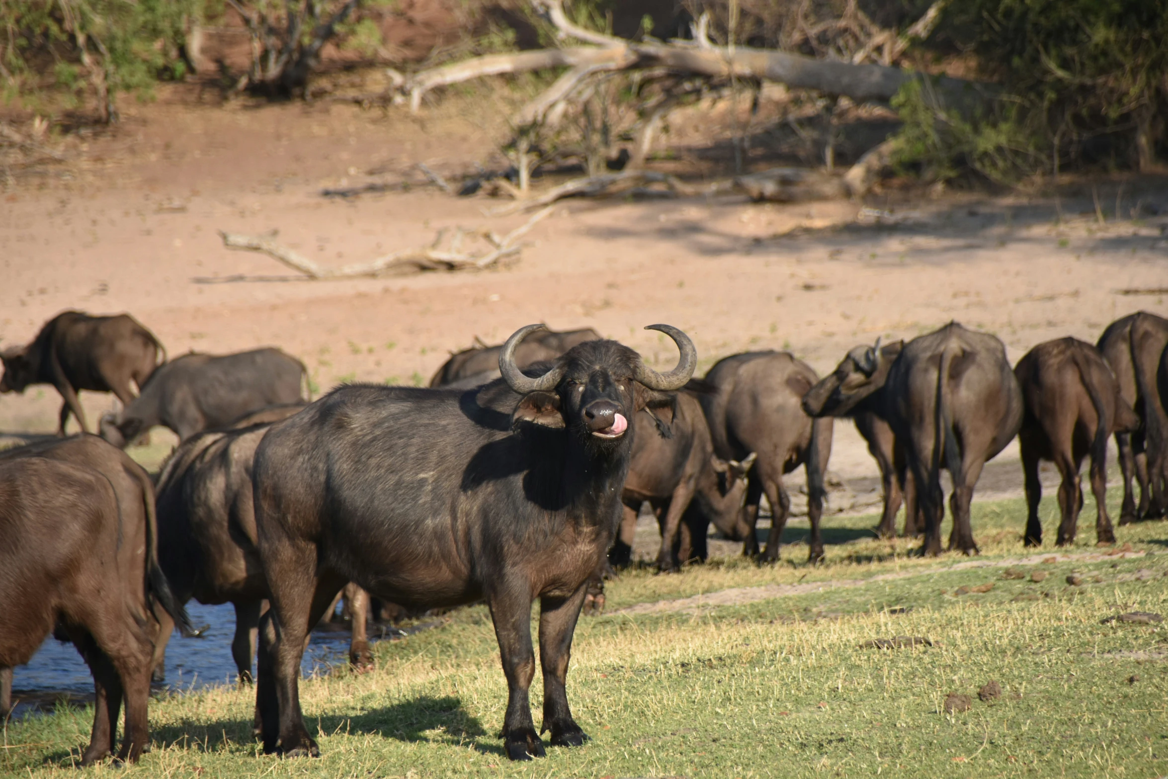 a herd of oxen standing next to each other in the grass