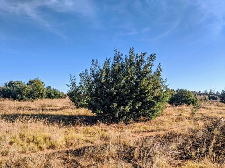 an image of a field with bushes and blue sky in background