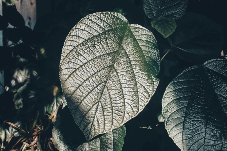 a close up image of a leafed plant