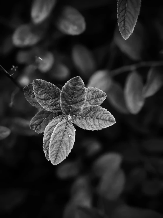 a black and white po of a leaf with some water drops