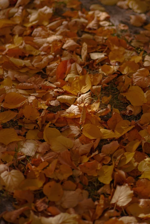 there is a lot of leaves scattered all over the ground