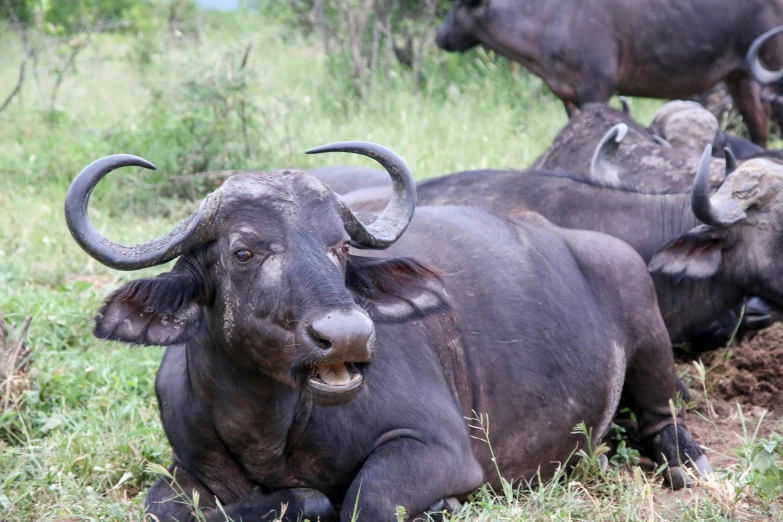 a herd of cattle laying on top of a field