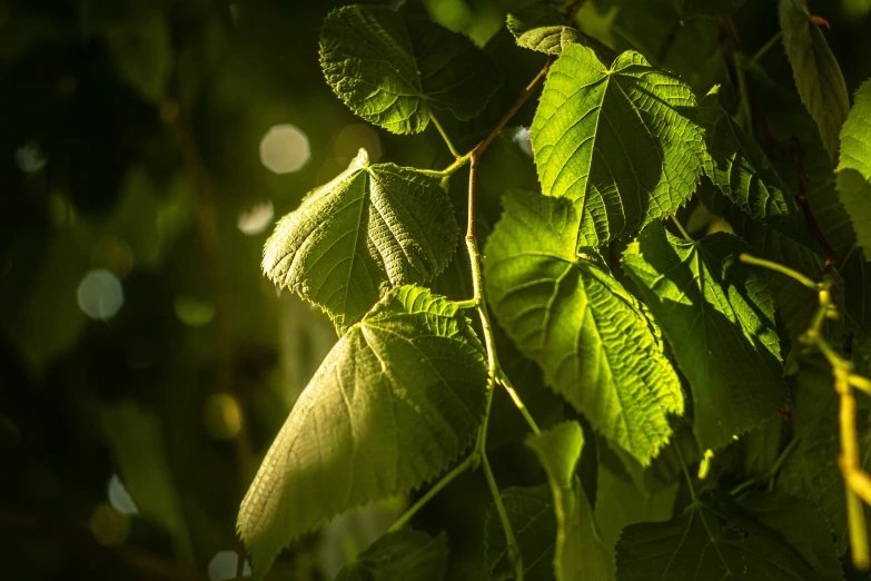 a green leaf is sitting on a nch