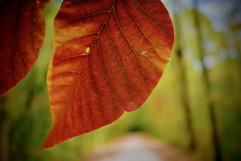 a close up view of the red leaves of a tree