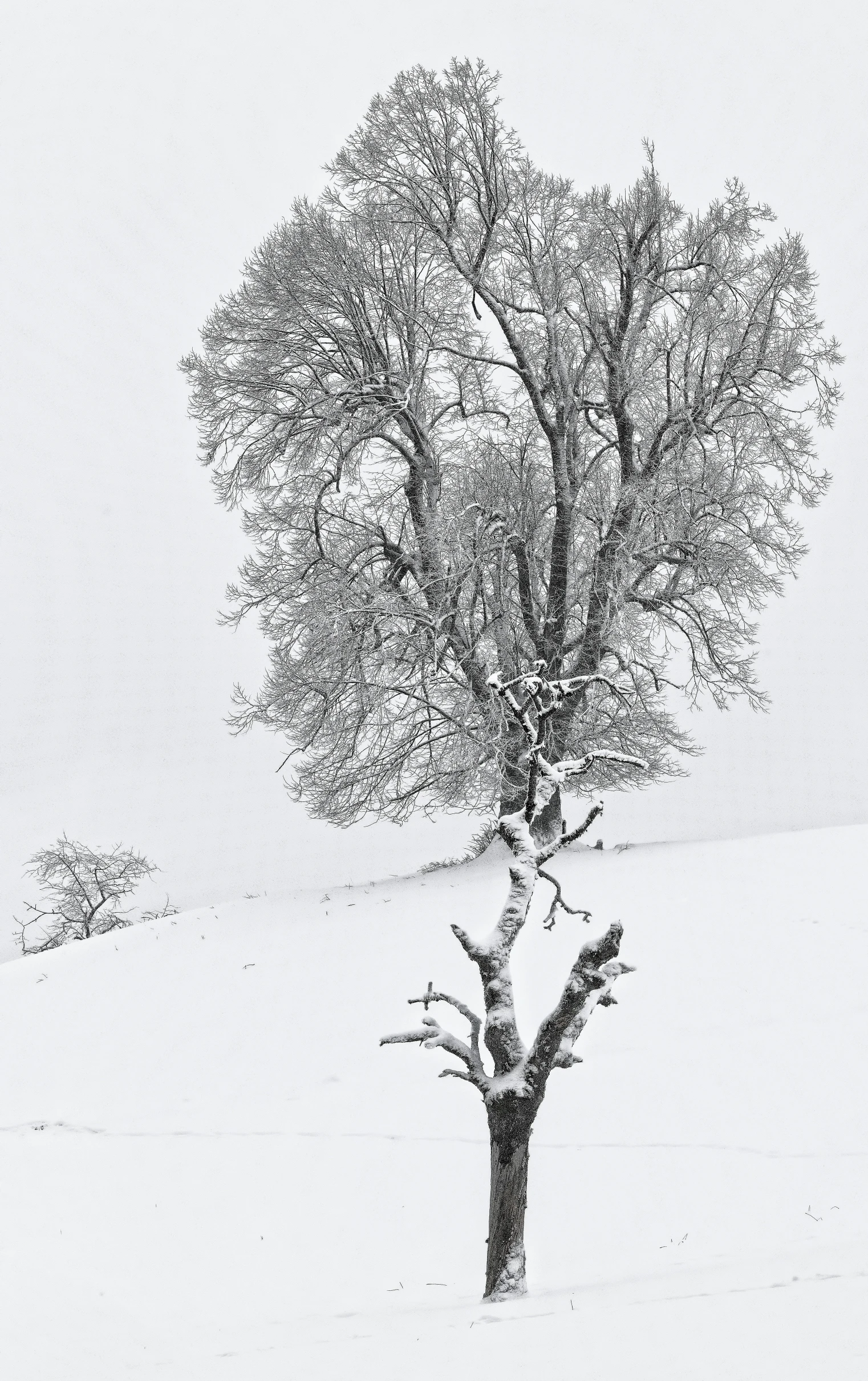 the black and white po shows a tree with no leaves