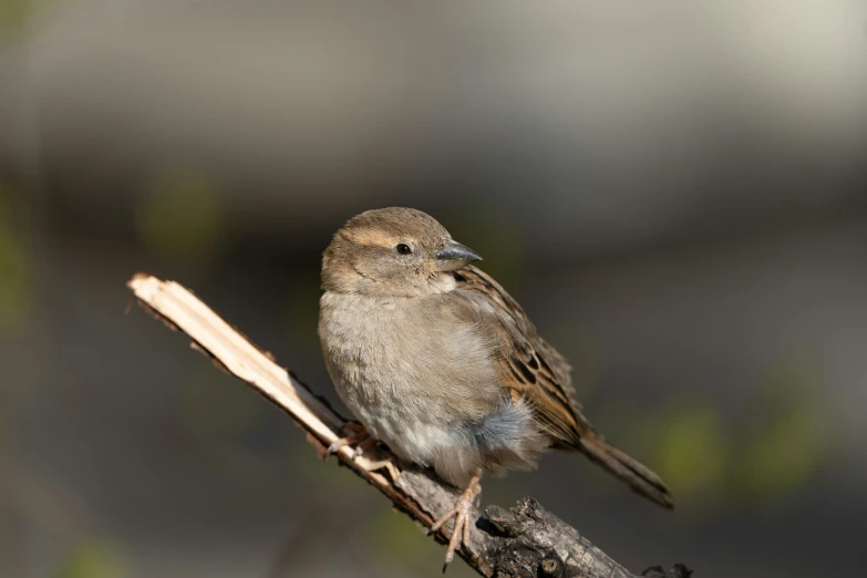 a little bird perched on a nch with a blurry background