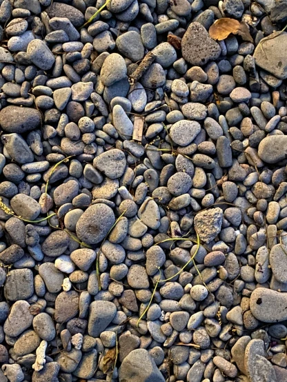 a bunch of rocks is piled together and have some leaves