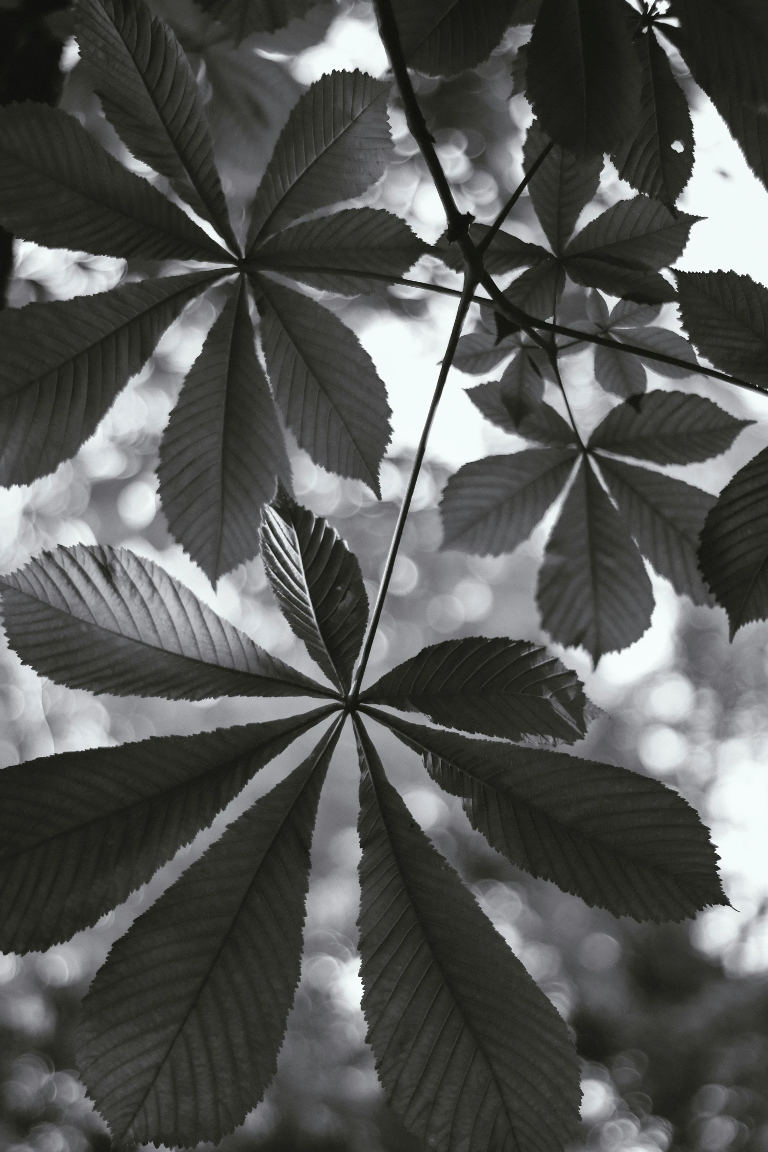 leaves are shown on the top of this tree