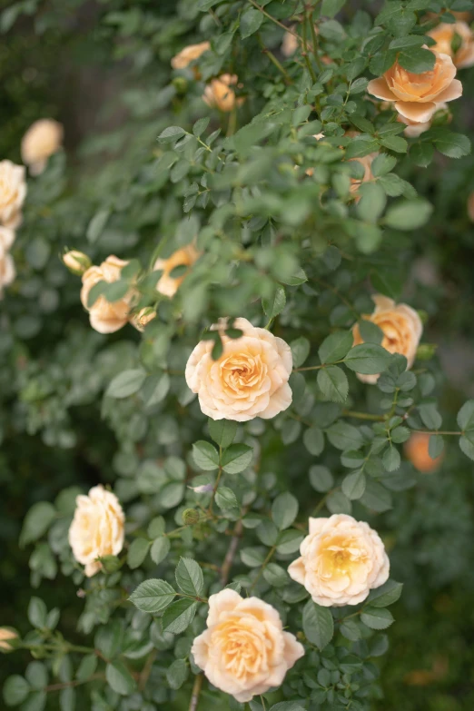 some yellow roses are on a bush outside