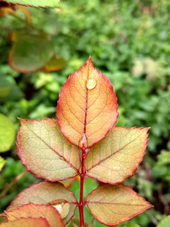 the leaf is on the plant near the leaves