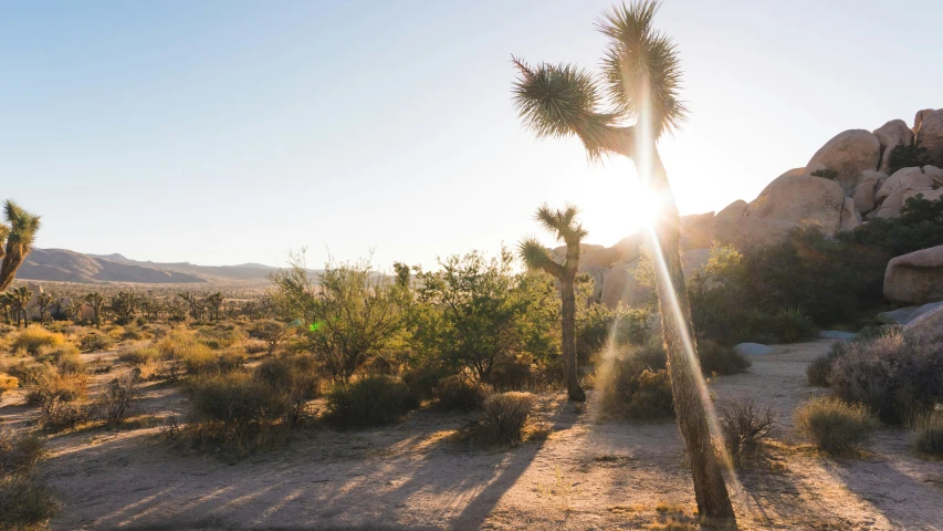 sun shining behind a palm tree in the desert