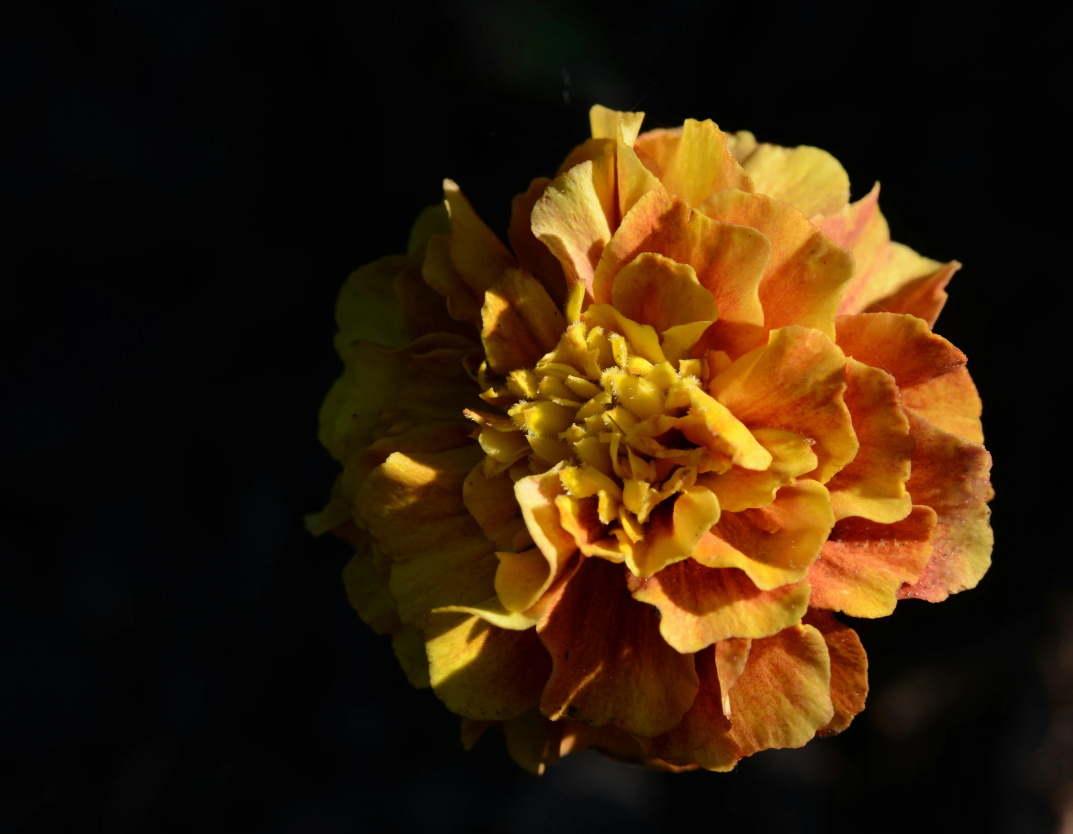 a large flower that is on top of a wooden stand