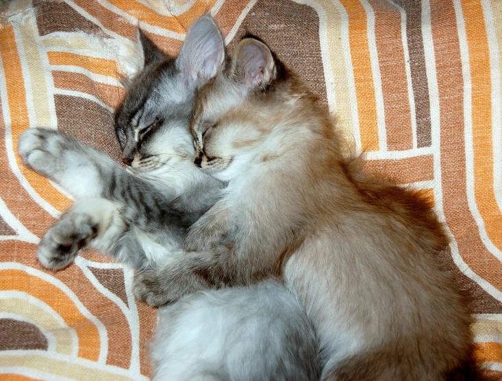 a kitten is rolling on it's back with its paws