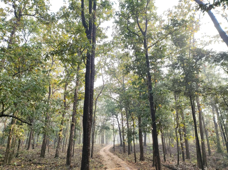 a dirt path in the woods with a few trees