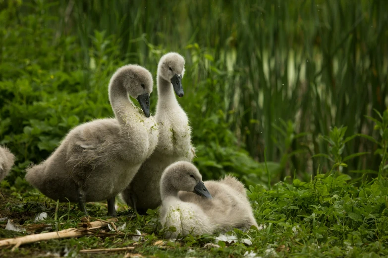 three baby white ducks are sitting in the grass