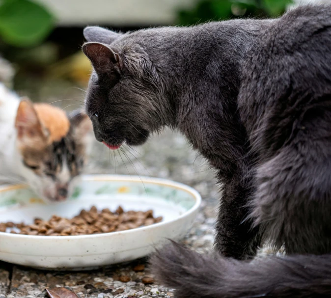 two cats eating from white plates in the garden