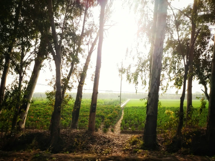 the sun shines through the trees on a path