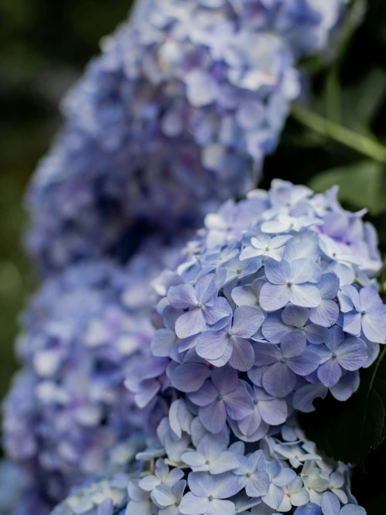 a very pretty purple hydrangeas in full bloom