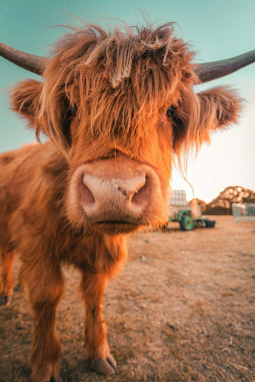 the big long haired cow is standing outside