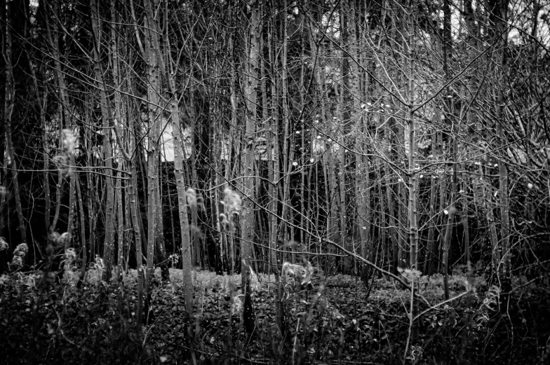 an old fashioned po of some trees in the rain