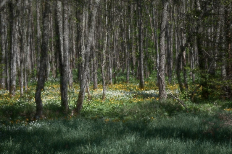 an animal in the woods surrounded by plants and trees