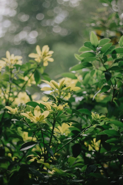 close up of flowers with some leaves near by