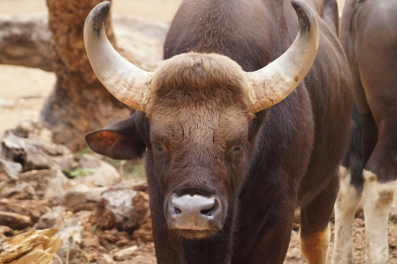 this bull has very large horns in his body