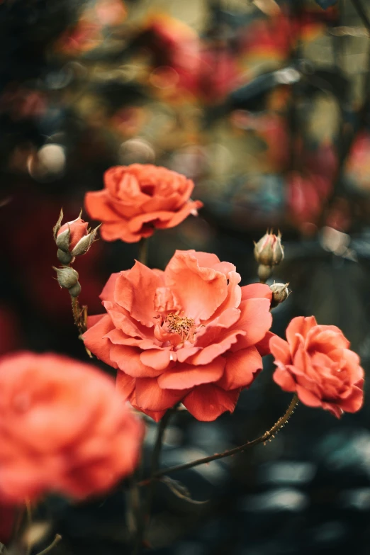 bright red roses in the center of blurry foliage