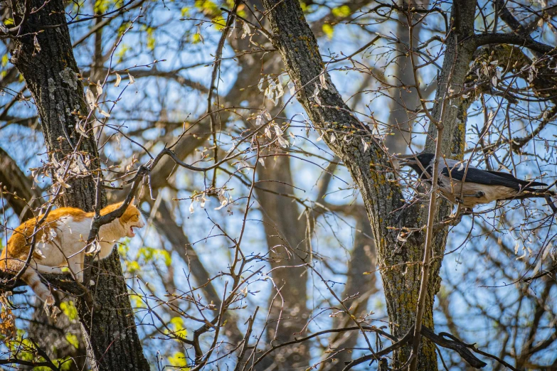 a cat in a tree looking at soing