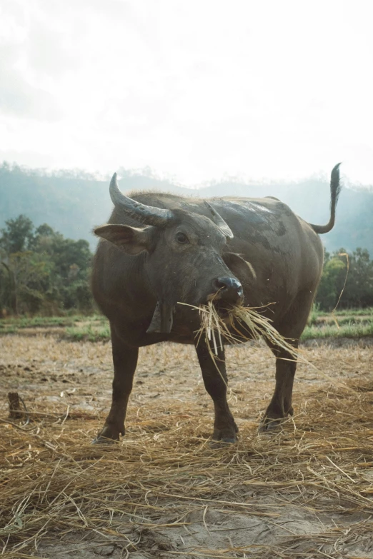 an image of an animal standing in the grass