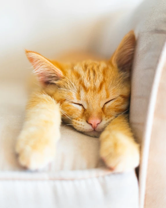 a cat sleeping comfortably on a couch