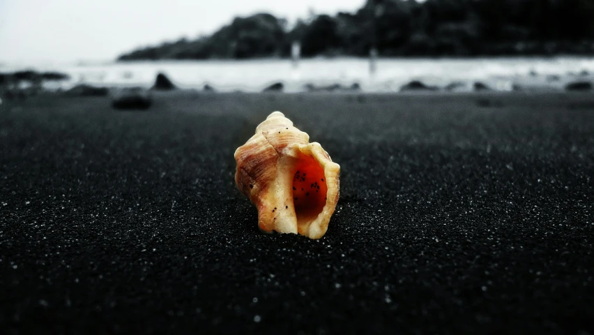 a small shell is on the ground by the water