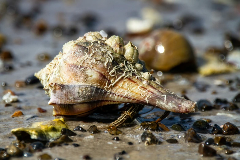 a seashell on the beach is littered with seaweed